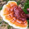 Reishi Podcast