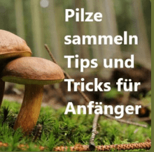 Pilze sammeln tips und Tricks