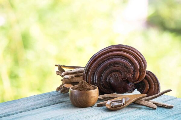 reishi_lingzhi_funghi_farm