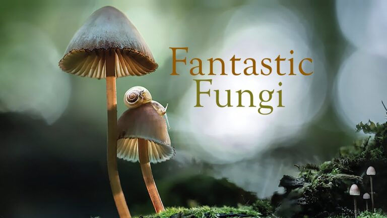 fanstaic-funghi-logot