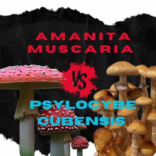 Muscimol vs Cubensis